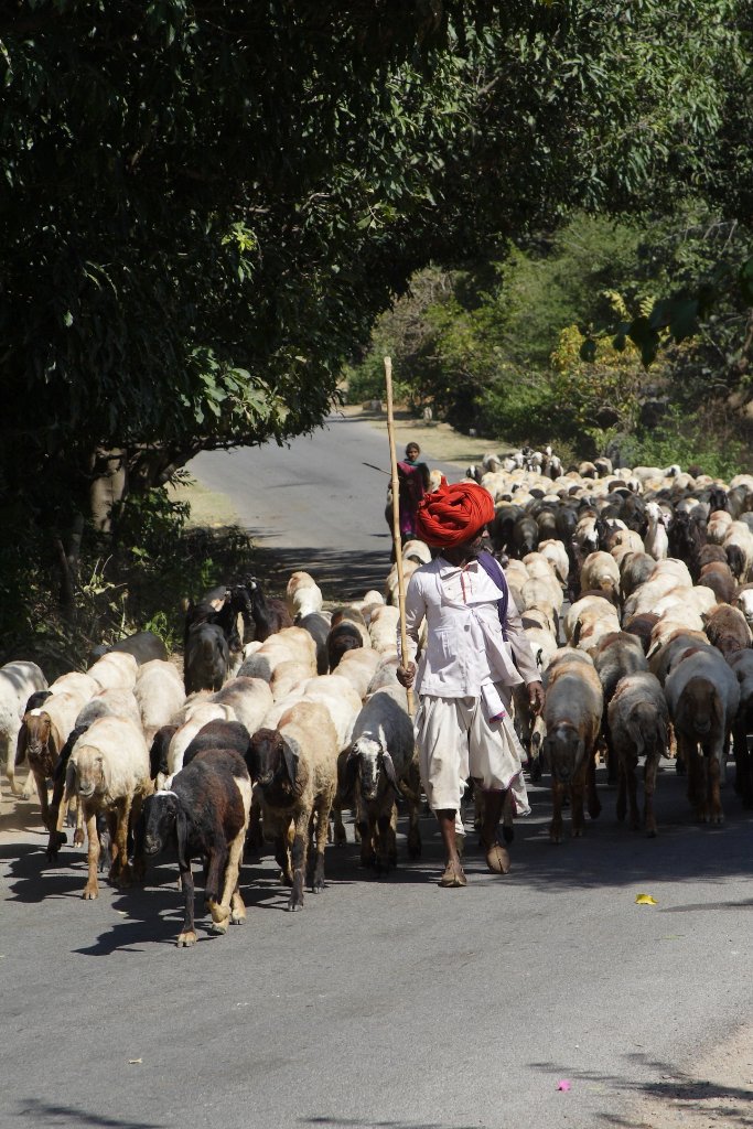 04-A flock of sheep.jpg - A flock of sheep